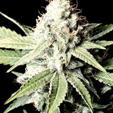 Great White Shark Feminised Hemp Seeds